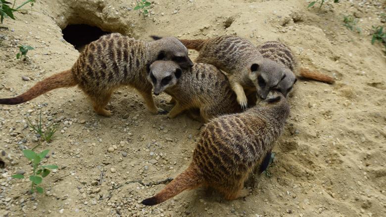 Tierpark Stadt Haag