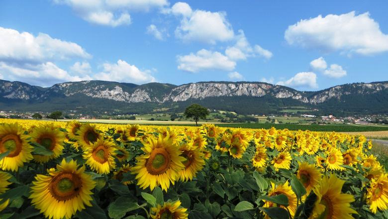 Hohe Wand Naturpark