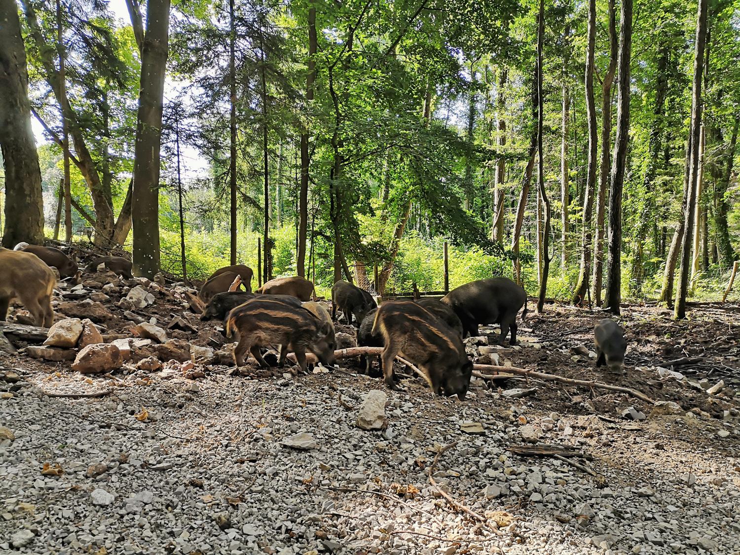 Den Wildschweinen ganz nah in Sparbach