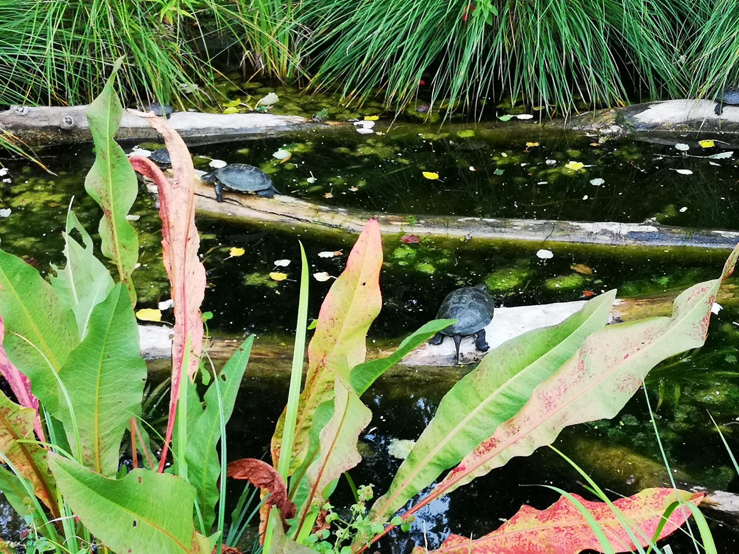 Entdeckungsreise durch den Nationalpark Donauauen