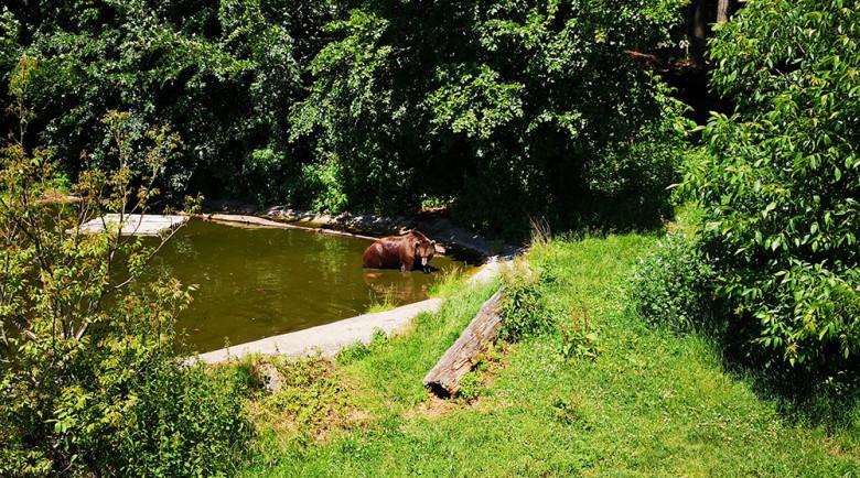 Mit Hund im Bärenwald Arbesbach