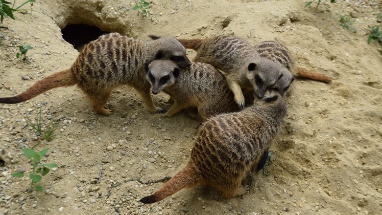 Tierpark Stadt Haag