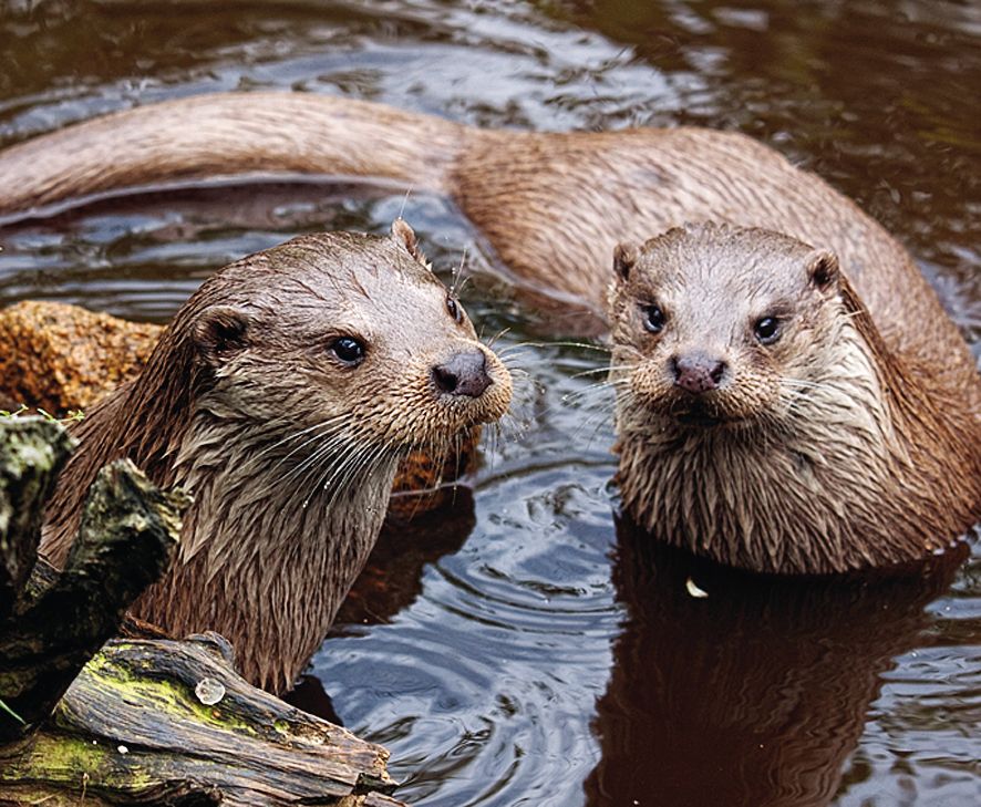 Fischotterpärchen im UnterWasserReich