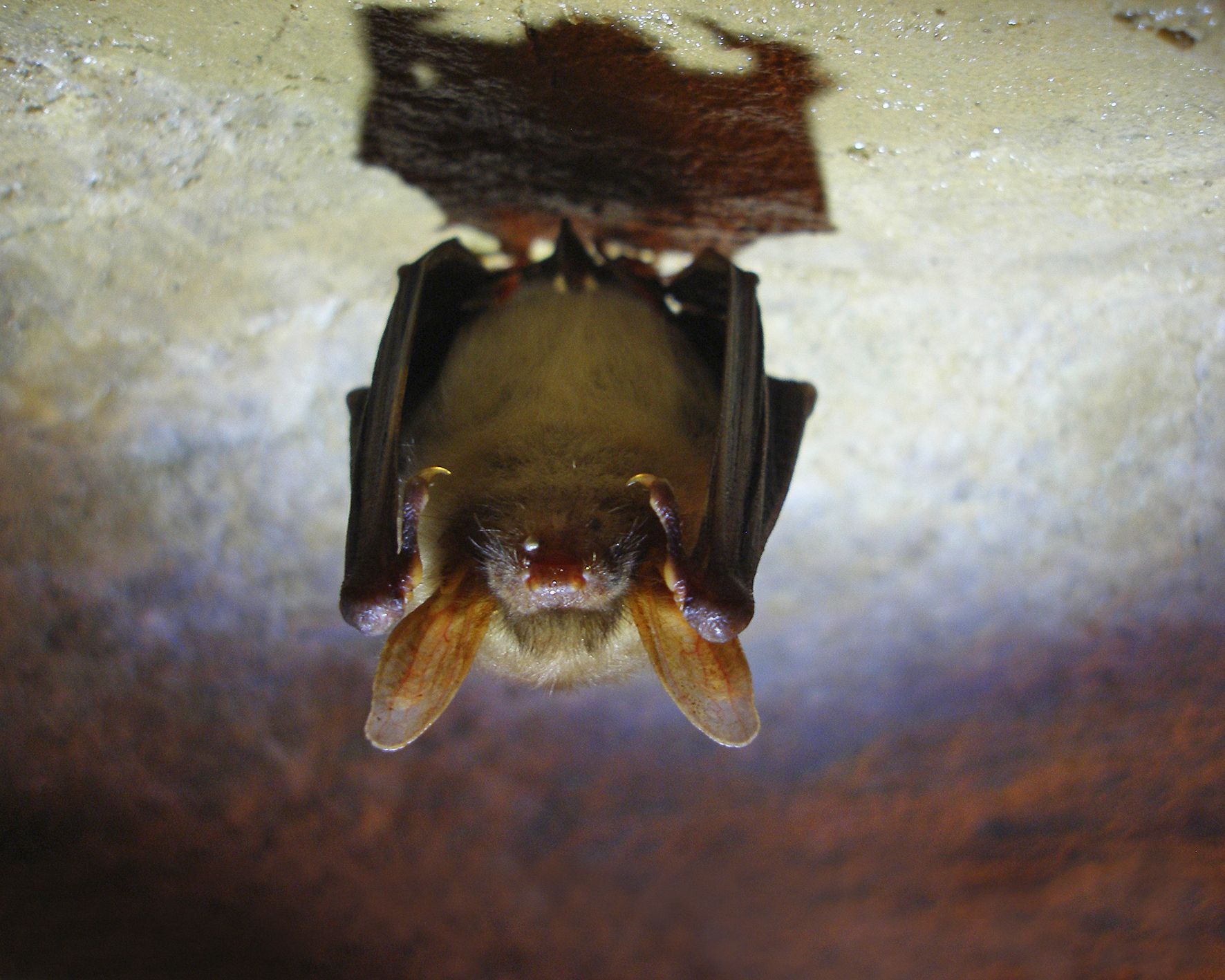 Nixhöhle