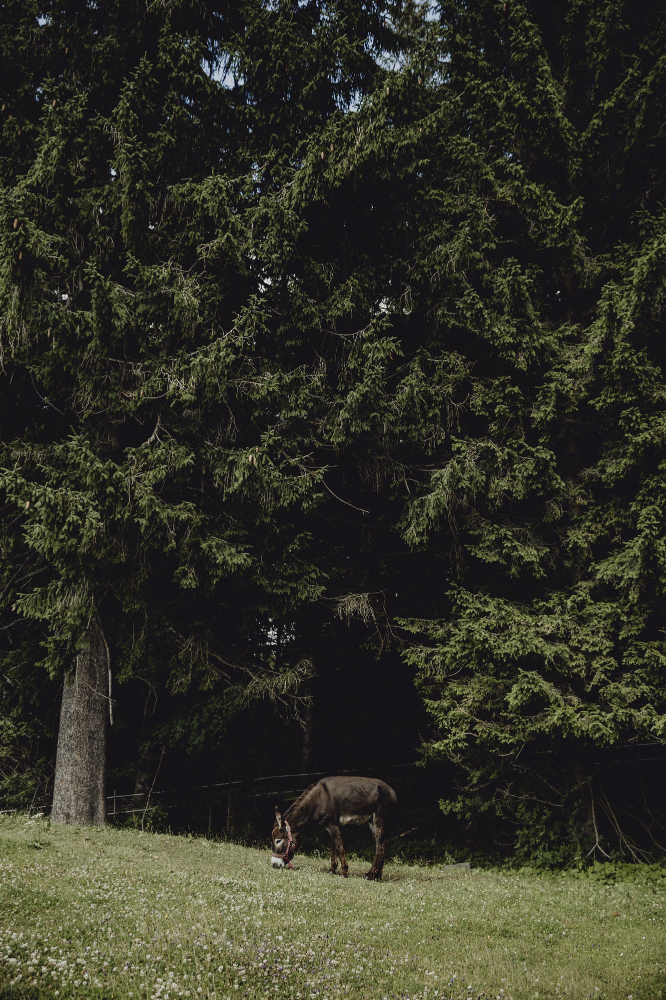 Tierisch familienfreundlich