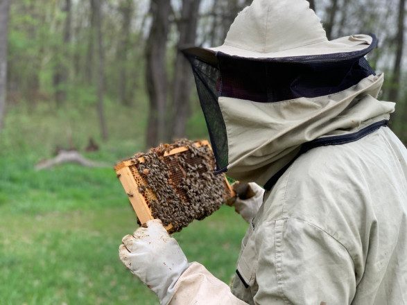 Blick auf einen Imker im Schutzanzug, der eine Bienenwabe voll mit Bienen in den Händen hält.