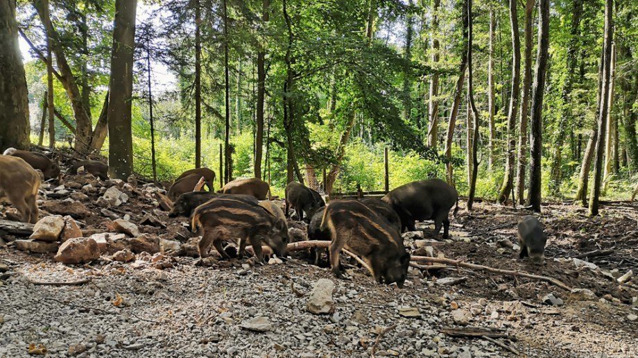 Der weitläufige Naturpark, © Niederösterreich-CARD