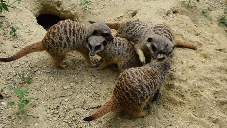 Tierpark Stadt Haag
