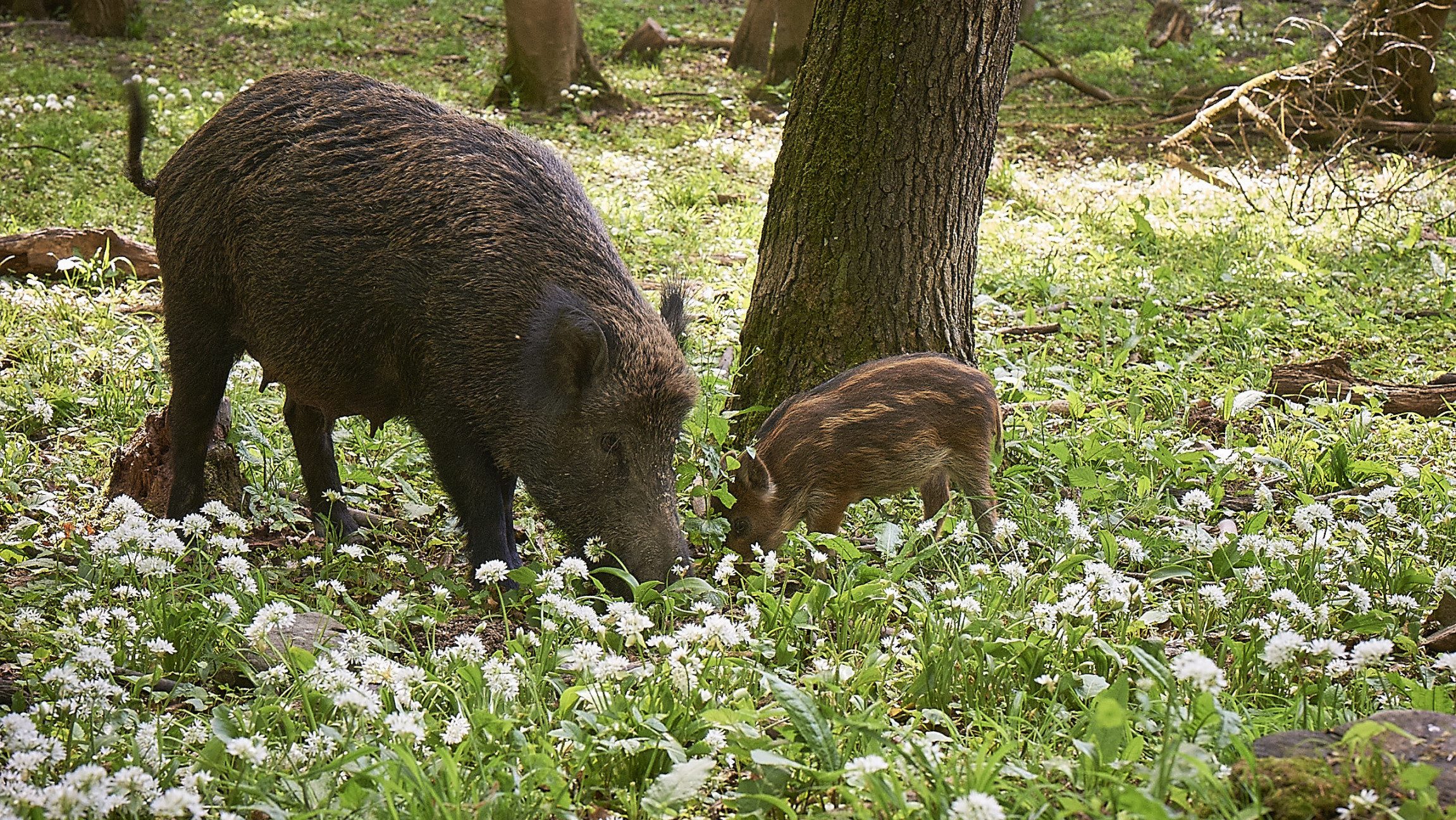 Weildscheinfamilie isst Gras im Wald