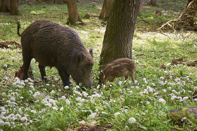 Weildscheinfamilie isst Gras im Wald