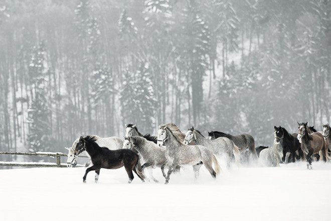 Weiße und schwarze Lipizzaner, die durch eine Schneelandschaft laufen.