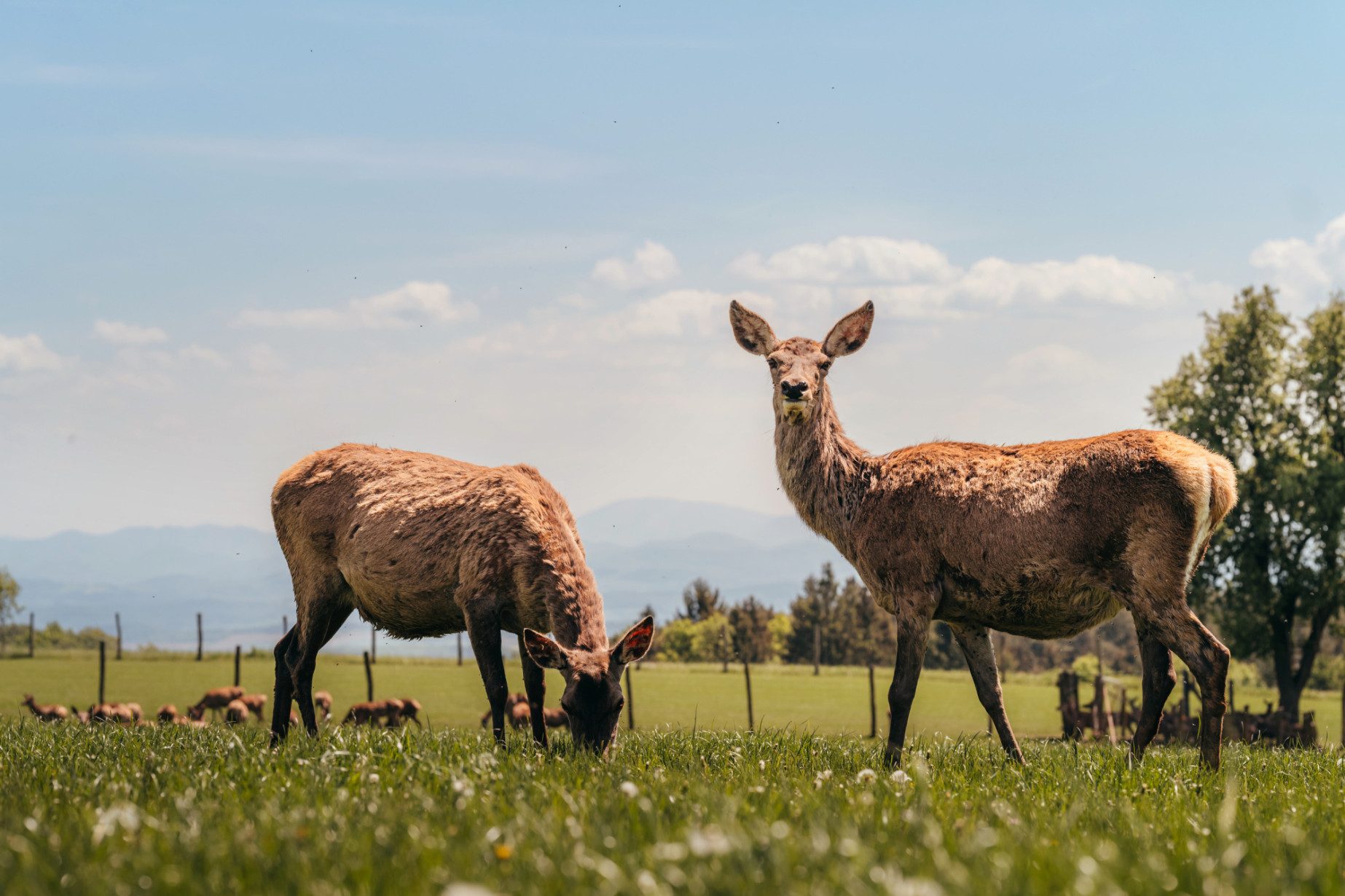 Wirtshaus mit Wildgehege