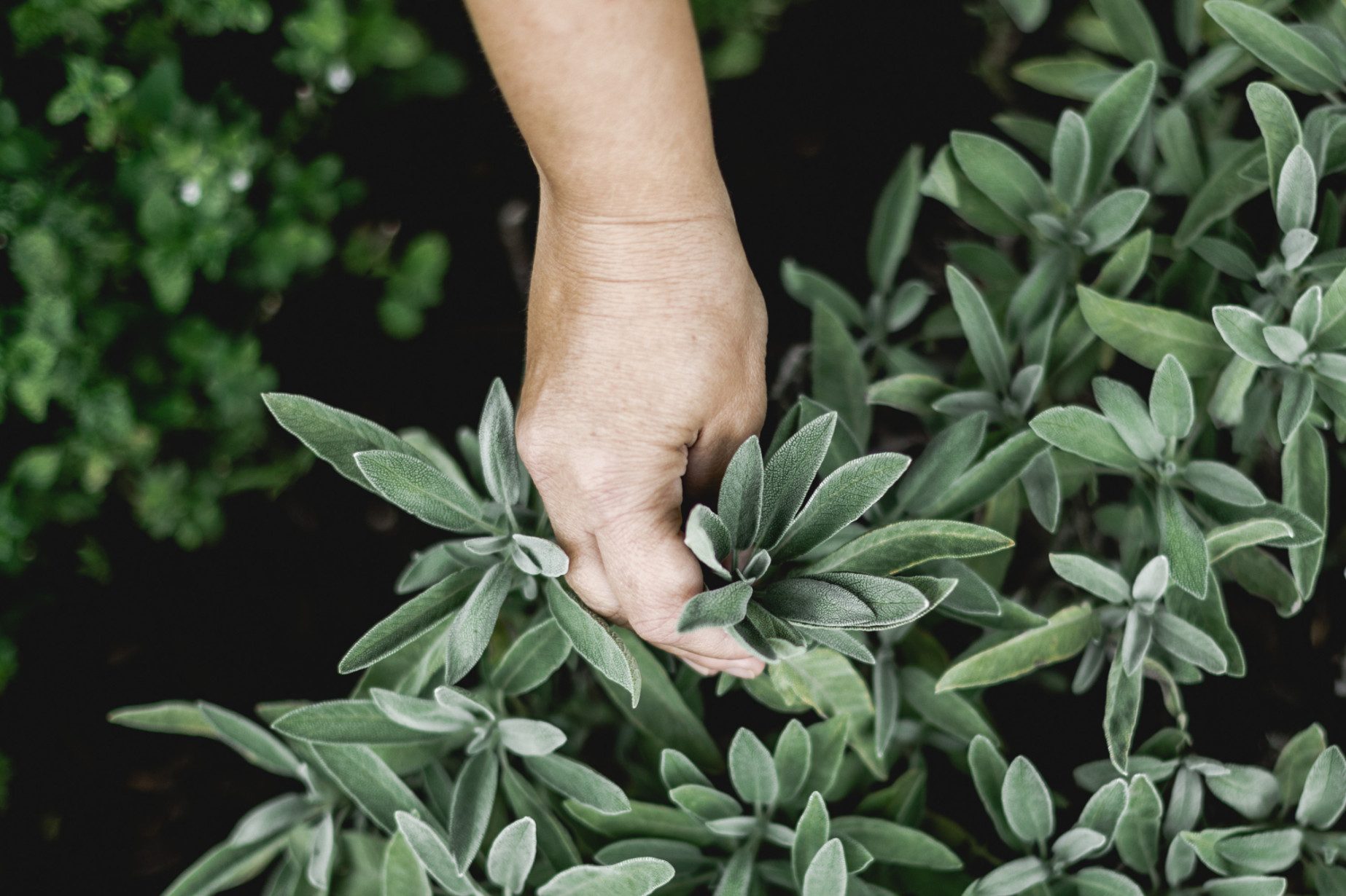 Hauseigene Kräuter statt Convenience und Schäumchen