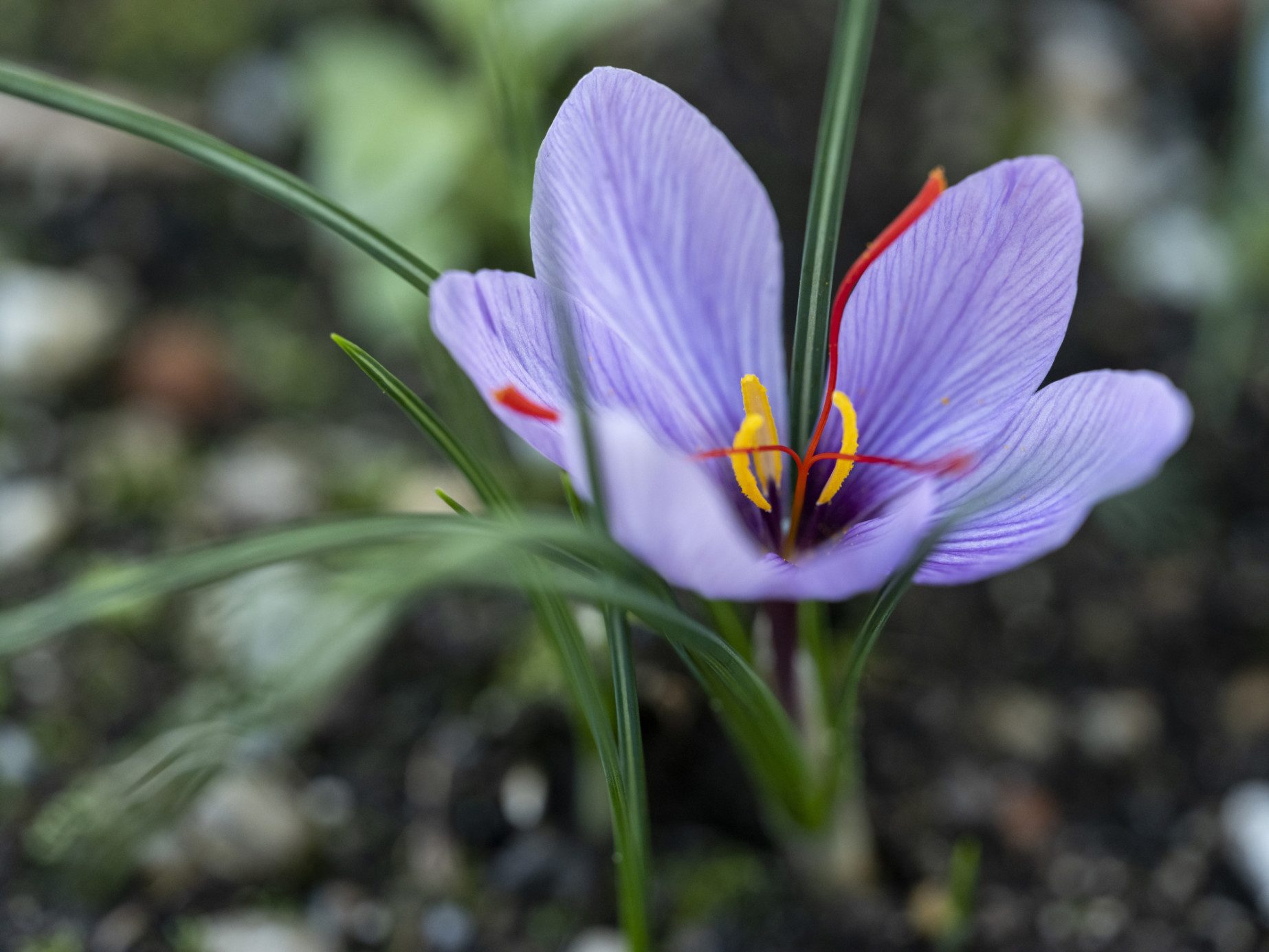 Safranblüte – vom Kräuterbeet direkt in die Küche