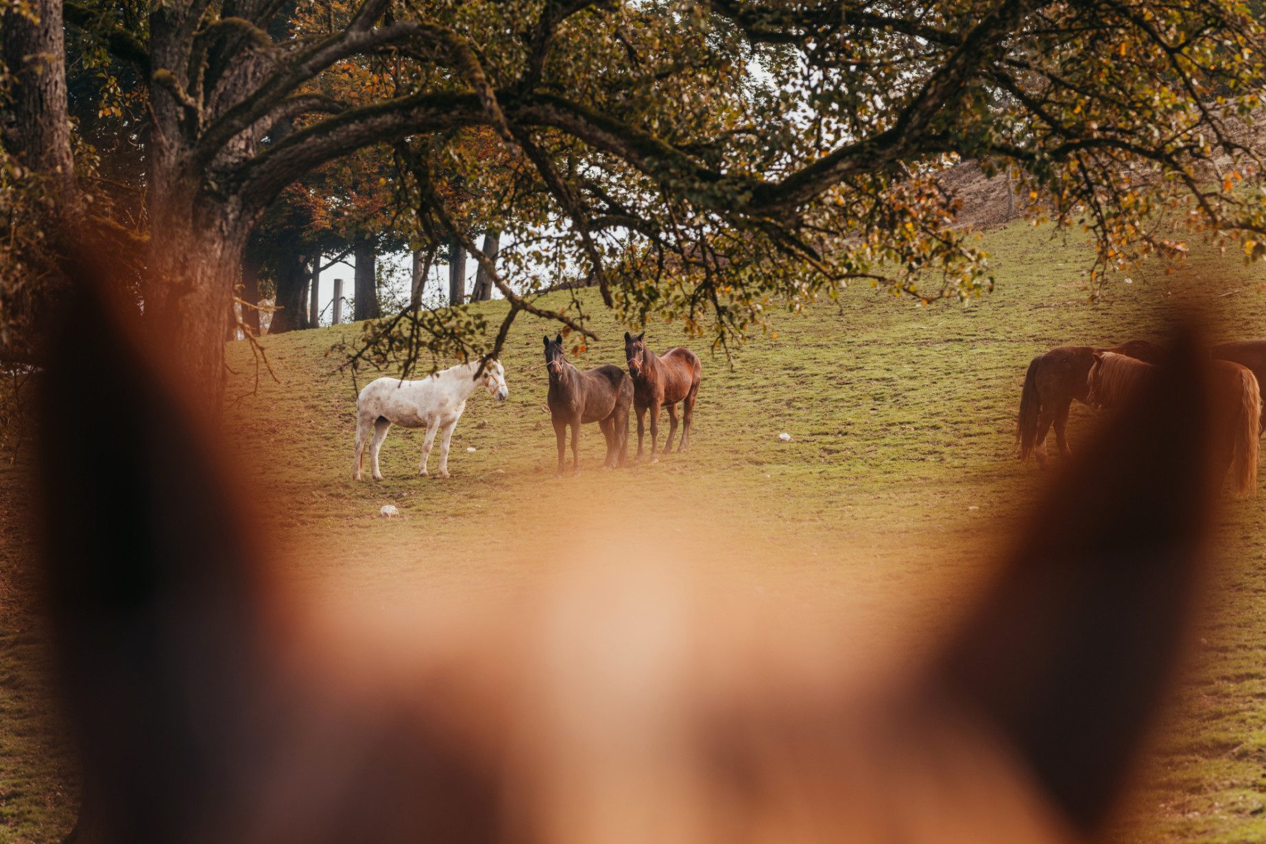 Wildpark mit 50 Tierarten