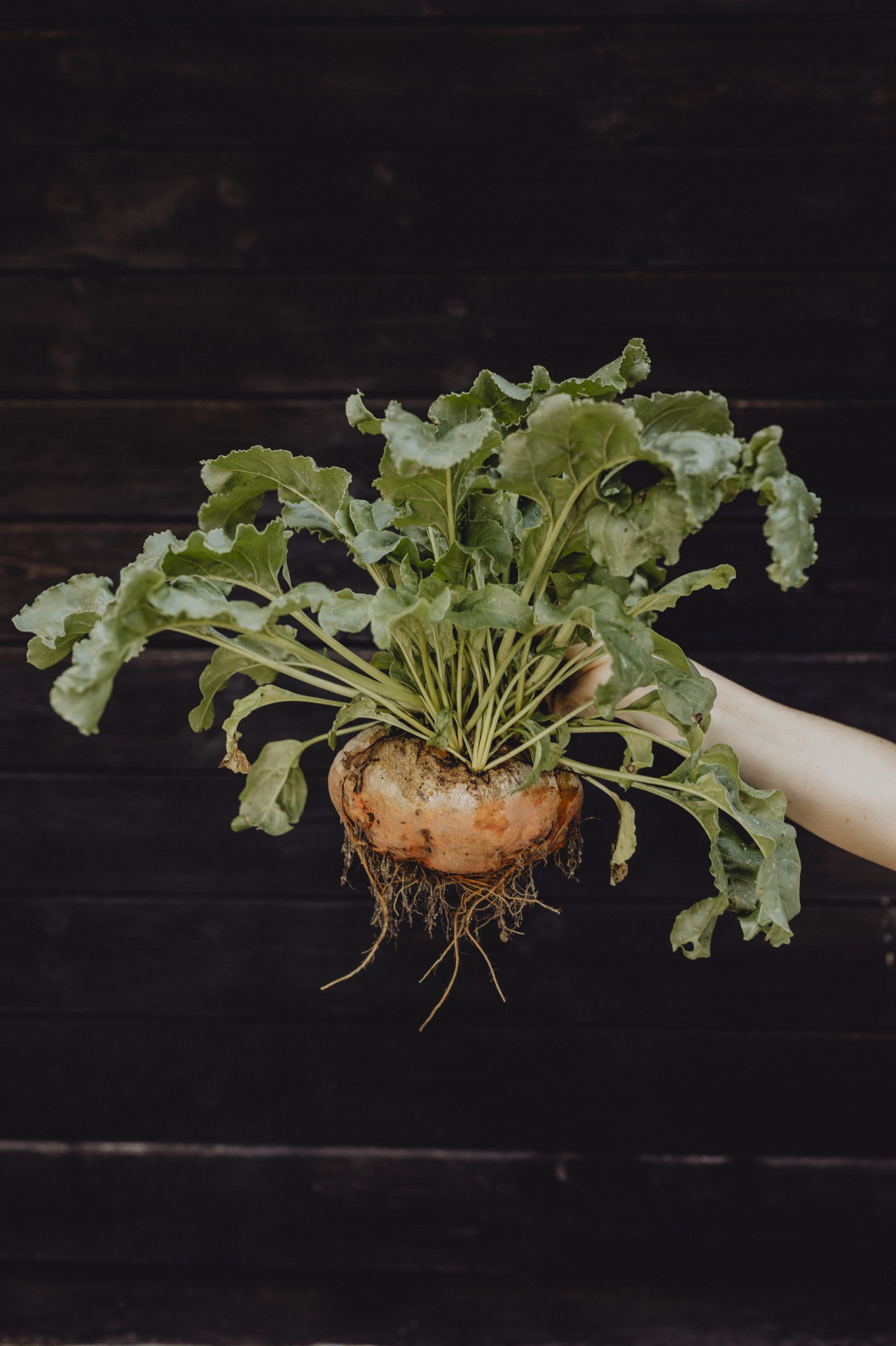 Vielfalt auch im eigener Kräuter-, Obst- und Gemüse-Garten