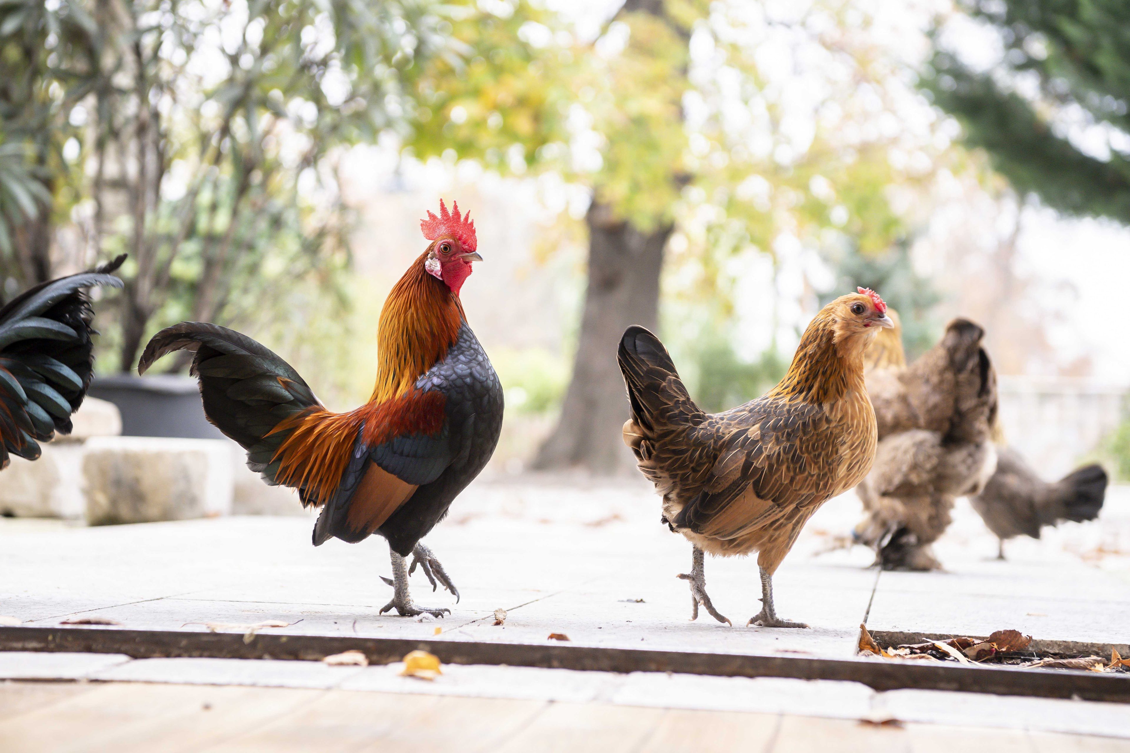 Gänse und Hühner lassen sich rund um das Biotop beobachten